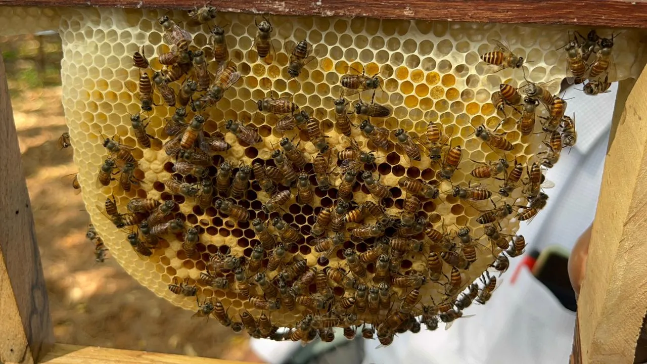 Bees working on a honeycomb frame