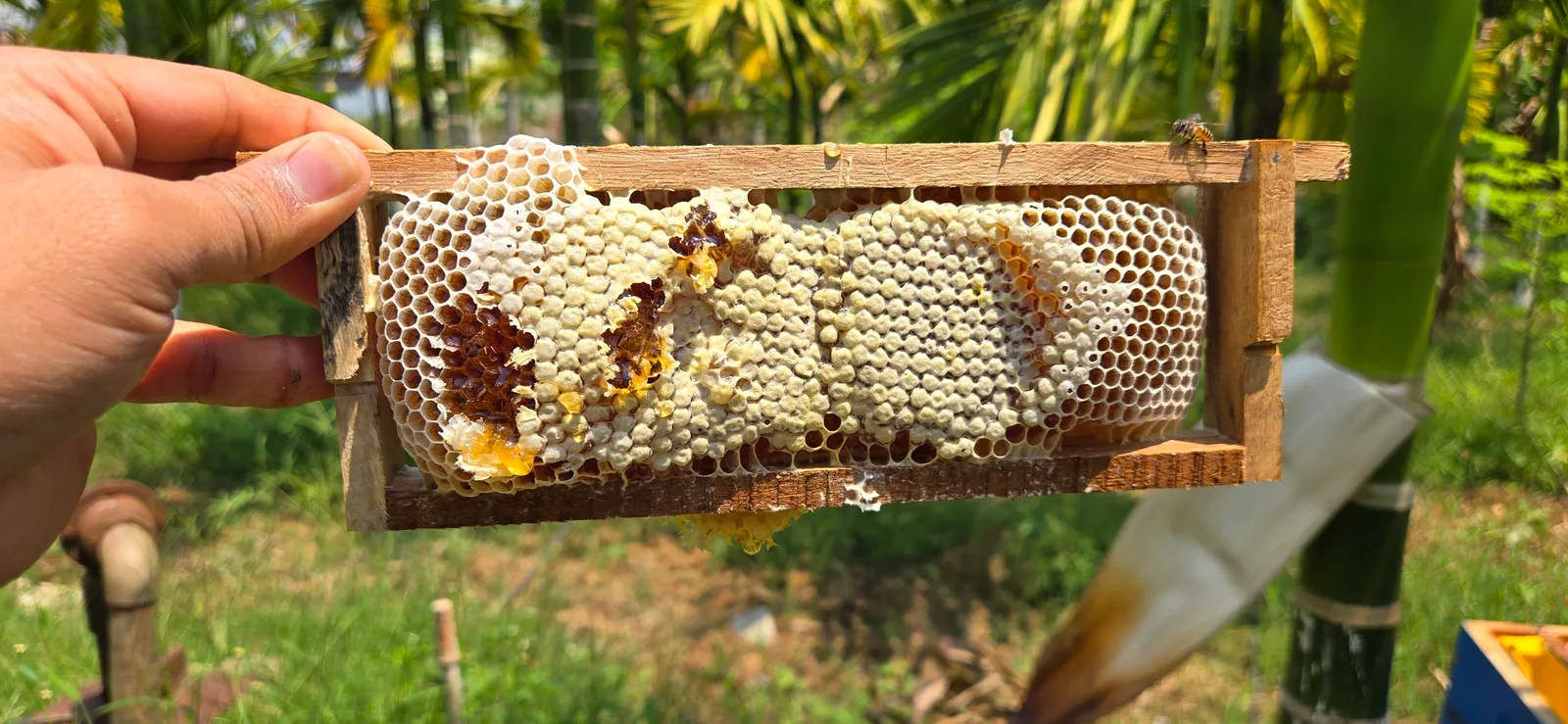 Fresh honeycomb held in a wooden hive frame