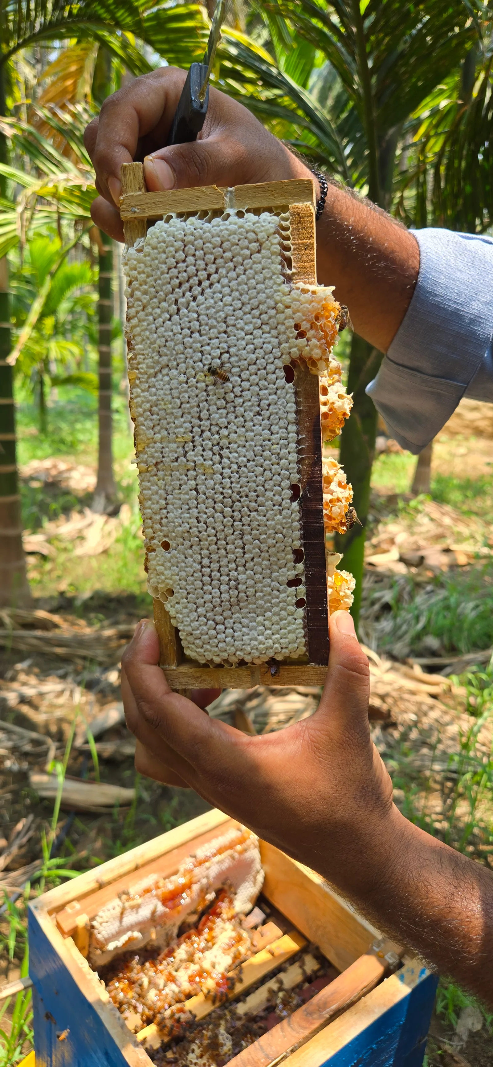 Honeycomb frame held at the apiary