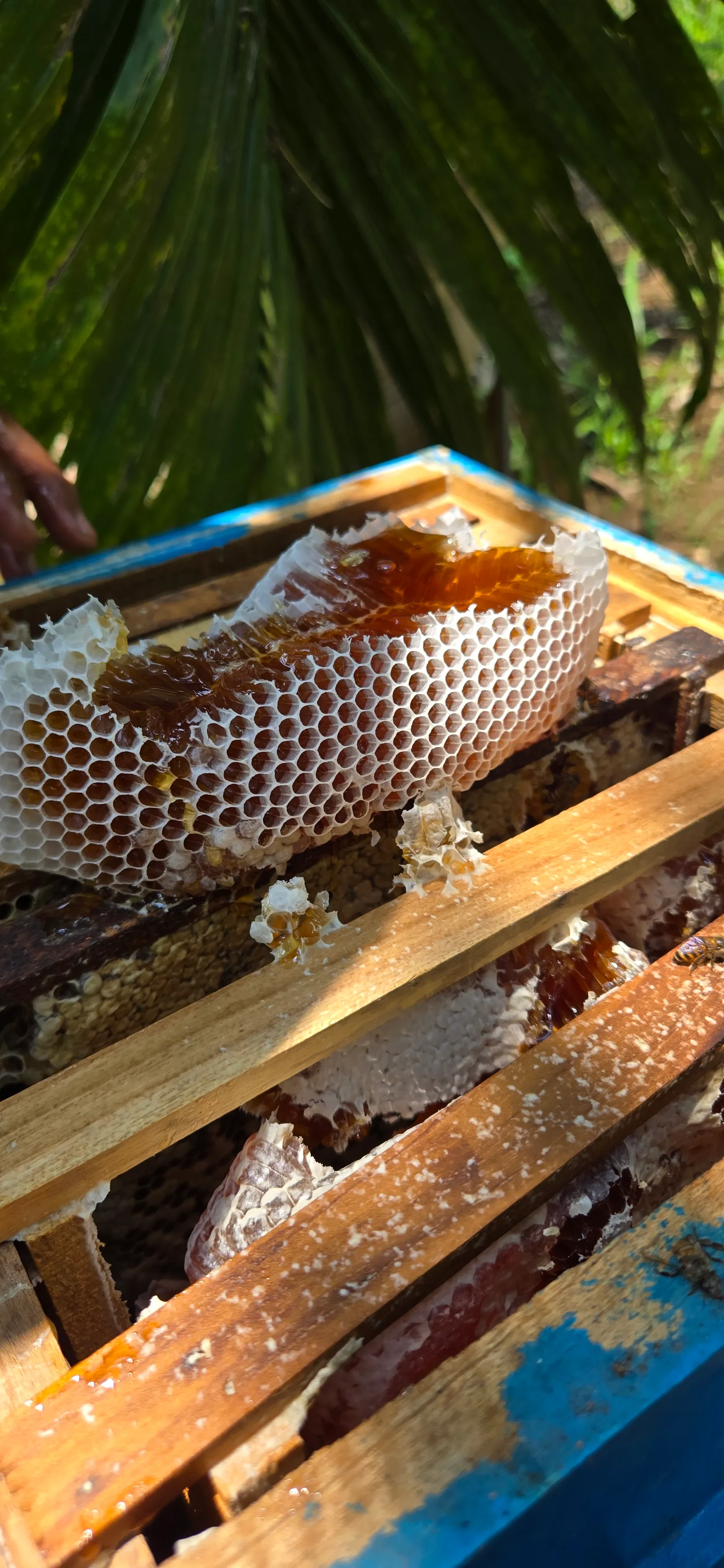 Freshly harvested honeycomb in a hive box